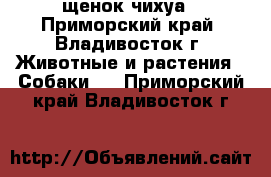 щенок чихуа - Приморский край, Владивосток г. Животные и растения » Собаки   . Приморский край,Владивосток г.